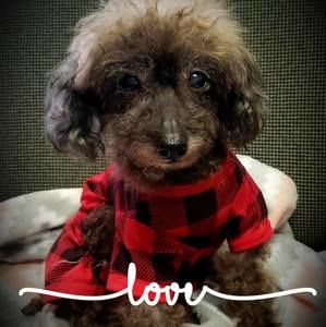 Meet your Posher, Kandy